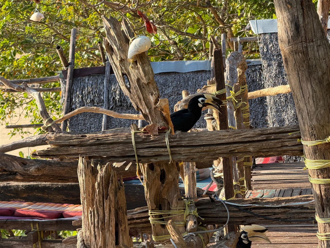 Nashornvogel auf einem Treibholzbalken der Hippie Bar